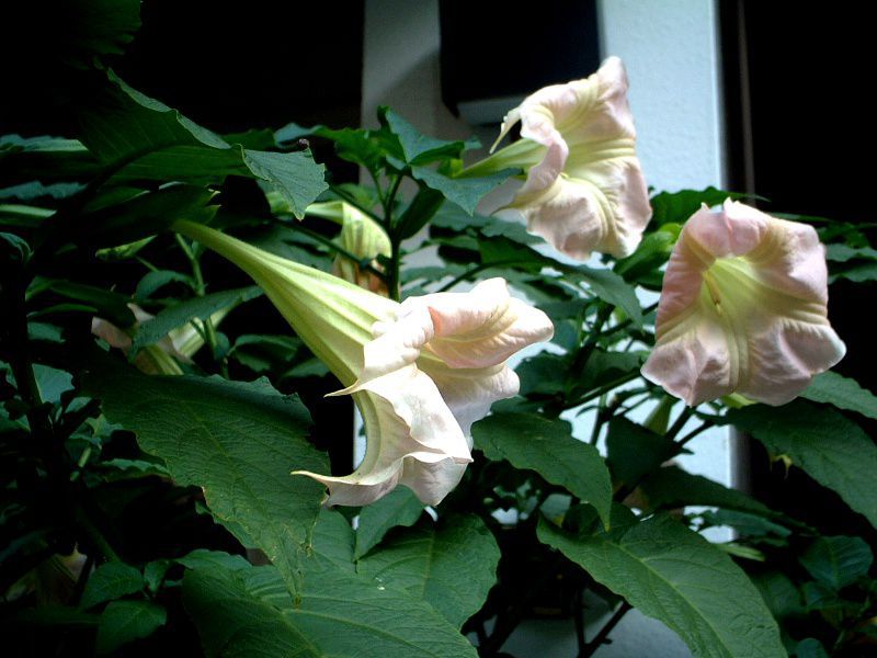 キダチチョウセンアサガオ 木立朝鮮朝顔 エンジェルス トランペット ツリー Angel S Trumpet Tree かぎけんweb