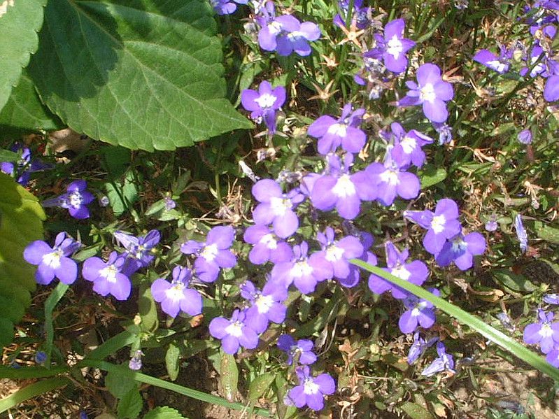 ロベリア Lobelia かぎけんweb