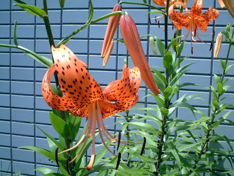 オニユリ（鬼百合、学名：Lilium lancifolium）