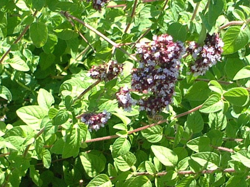 オレガノ(Oregano)