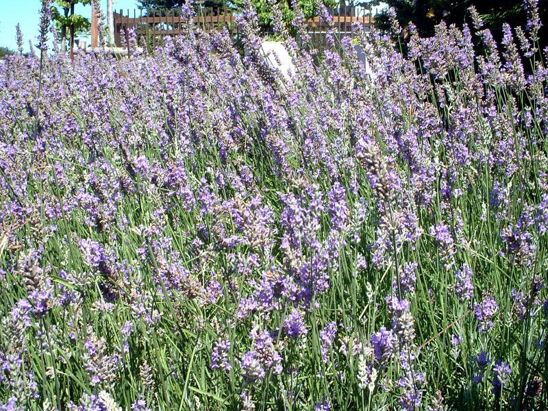 イングリッシュ・ラベンダー(English lavender)