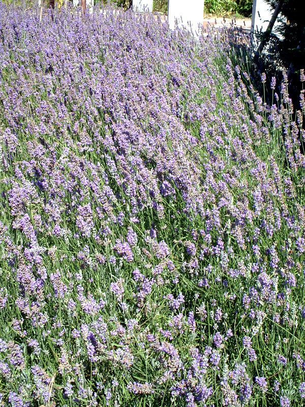 イングリッシュラベンダー(English lavender)【かぎけんWEB】)