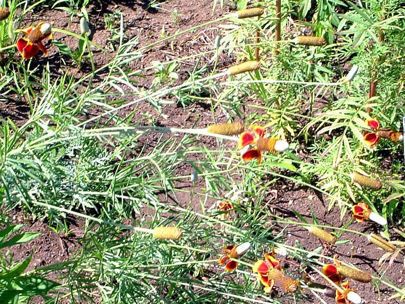 ラティビダ(Ratibida)