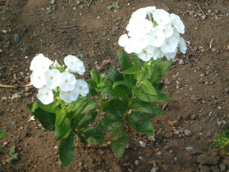 フロックス パニキュラータ Phlox Paniculata かぎけんweb