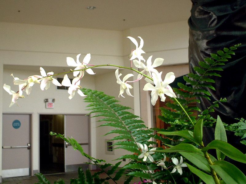 fhrE(Dendrobium)