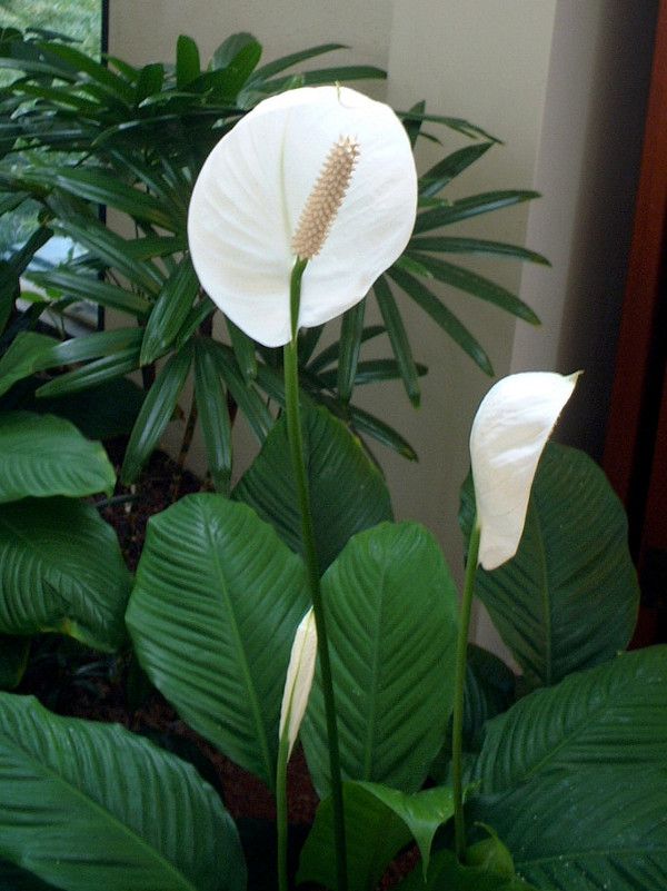 スパティフィラム Spathiphyllum かぎけんweb