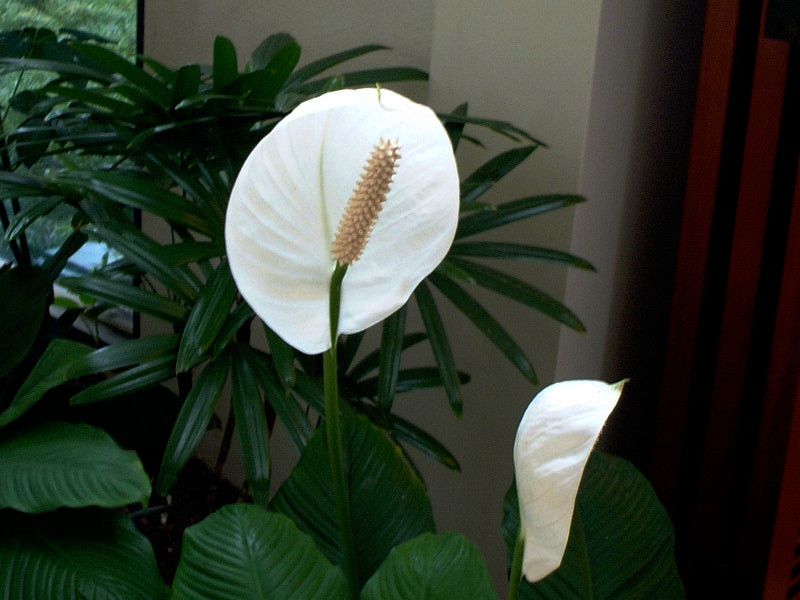 スパティフィラム Spathiphyllum かぎけんweb