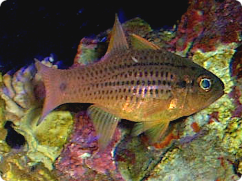 X|beBhEJ[fBitBbV(Spotted cardinalfish)
