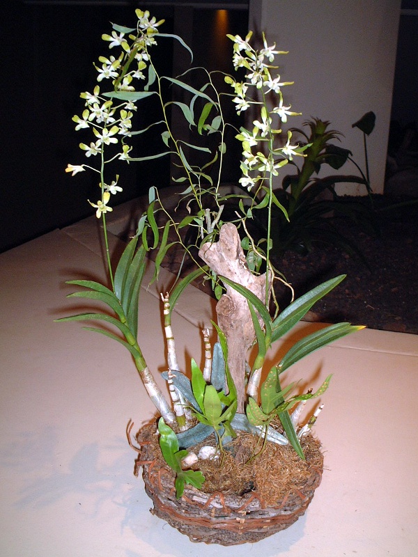マウイ　８種植物おまとめ マウイのカルチャー、フラワーアレンジメントと植え込み（2001年