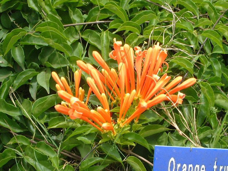 常夏のマウイ島で咲いていた木の花 かぎけんweb 常夏のマウイ島で咲いていた木の花 かぎけんweb
