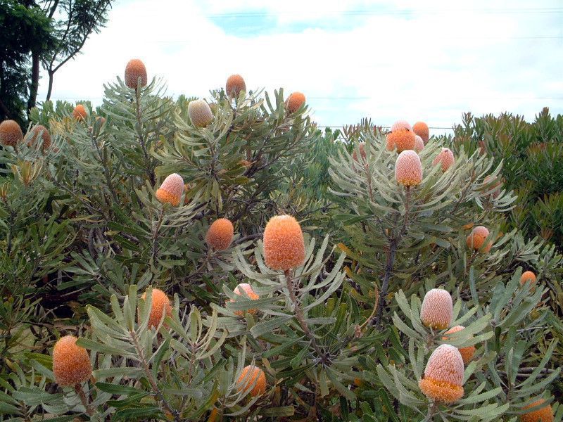 veA(Protea)