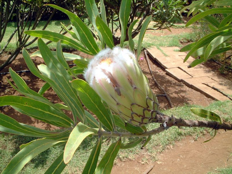 Protea mundii
