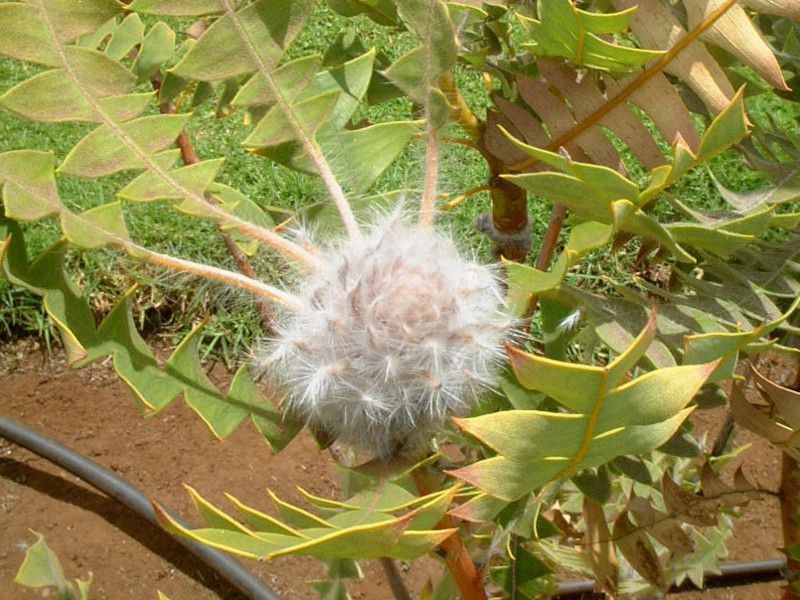 o[hlXg oNV[(Birdnest_Banksia)