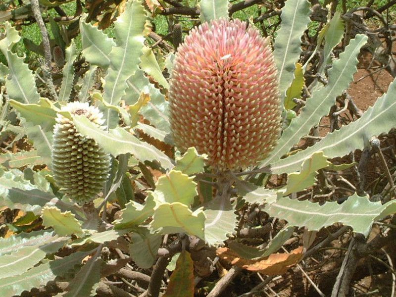 banksia-menziesii