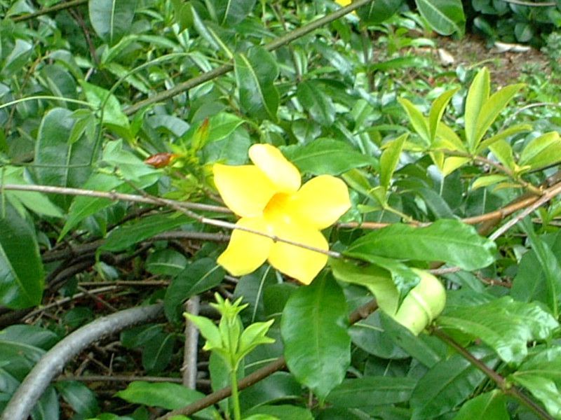 常夏のマウイ島で咲いていた木の花 かぎけんweb