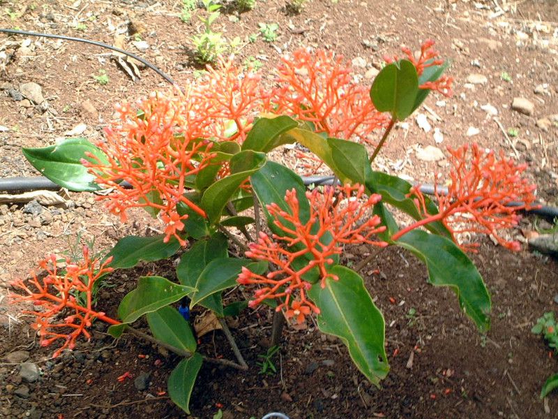 fBj(Medinilla scortechinii)