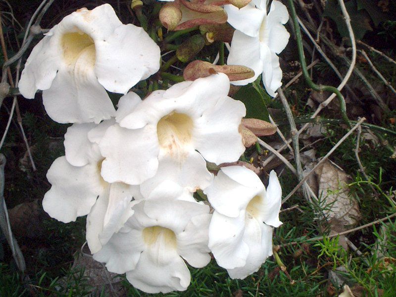 }frEAGi(Mandevilla amoena) 