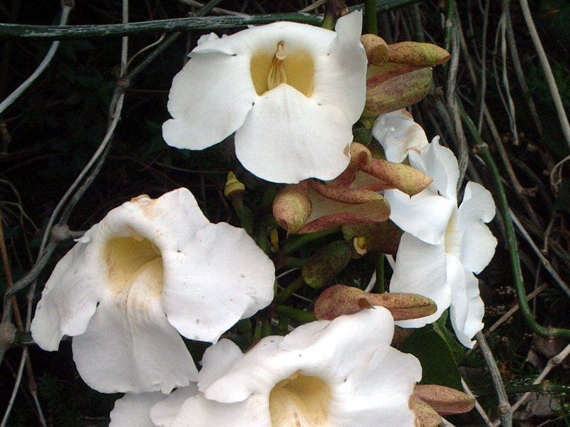 }frEAGi(Mandevilla amoena) 