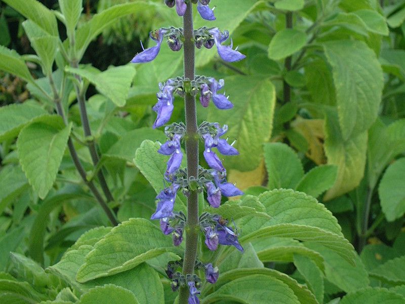 salvia