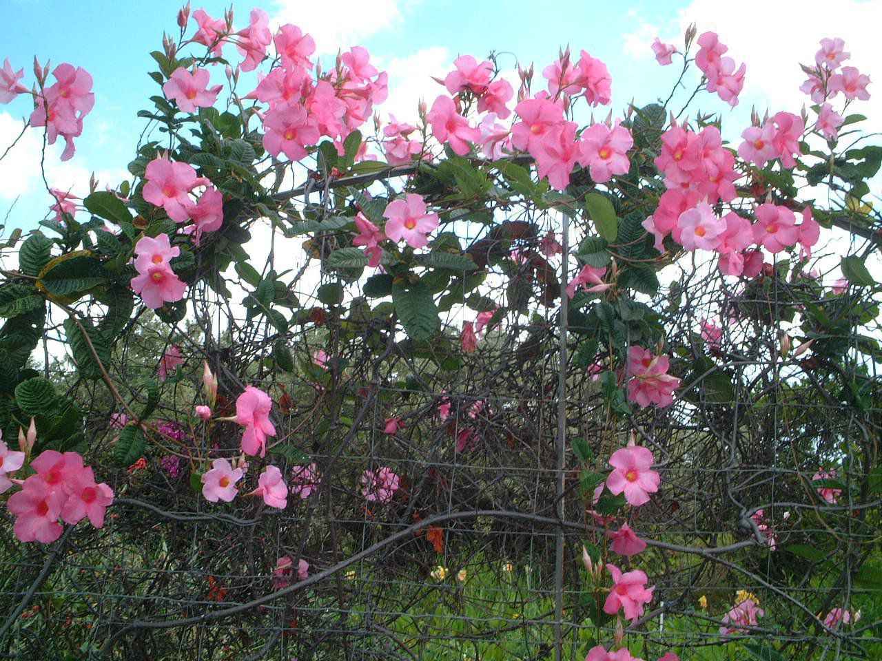 }frEAGi(Mandevilla amoena)