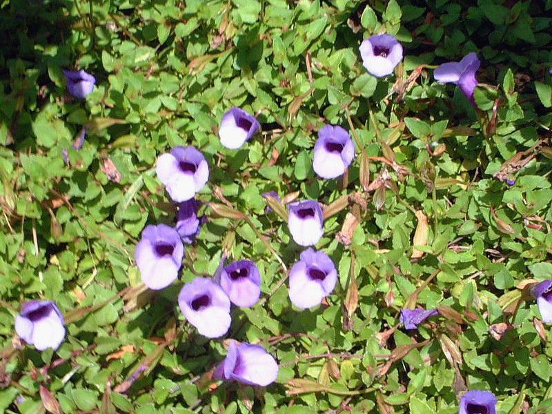gjA (Torenia)