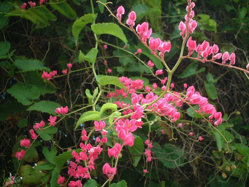 マウイ　８種植物おまとめ マウイ島の花#1(2001年8月)【かぎけんWEB】
