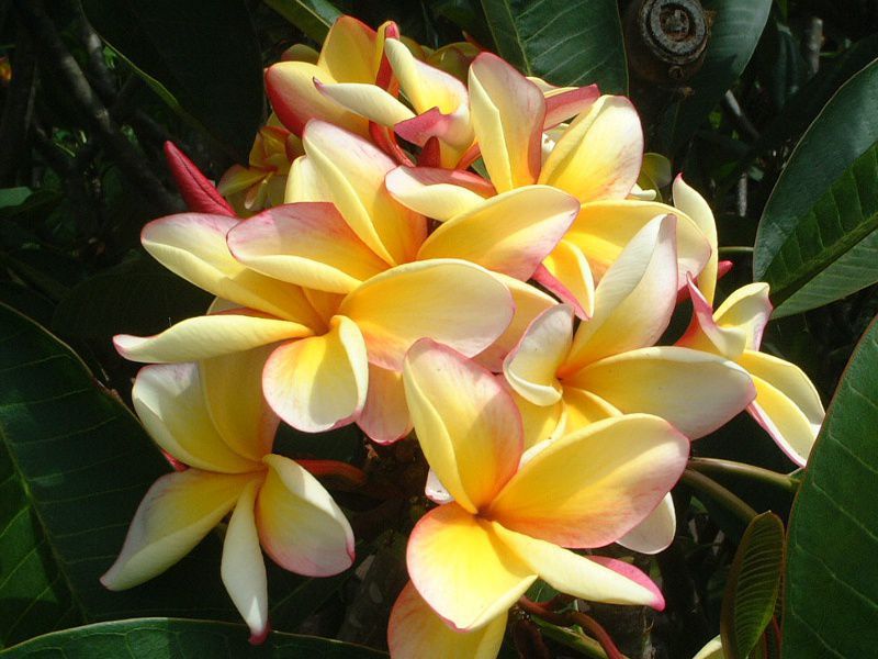 プルメリア(Plumeria)【かぎけんWEB】