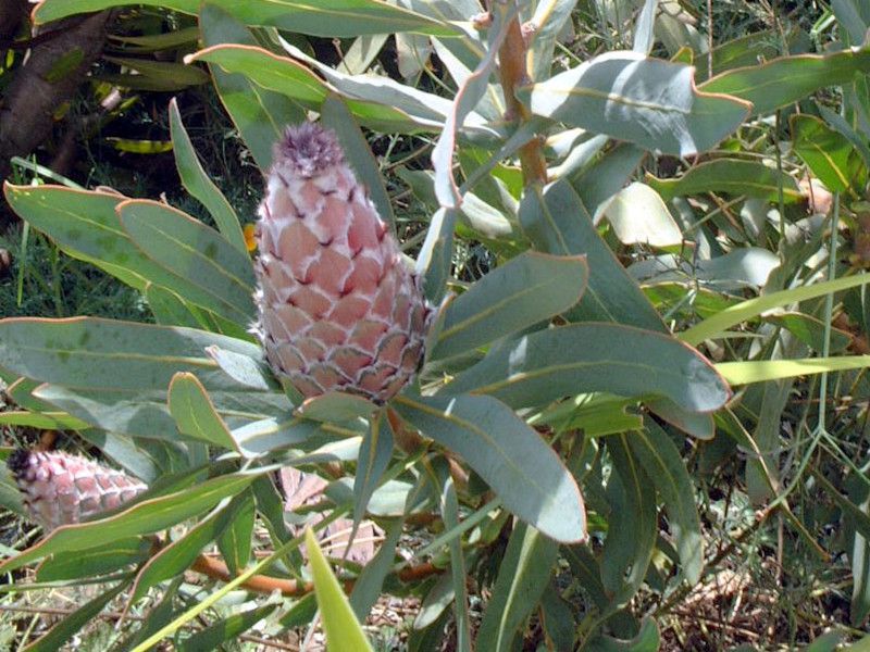 NC[veA(Queen Protea)