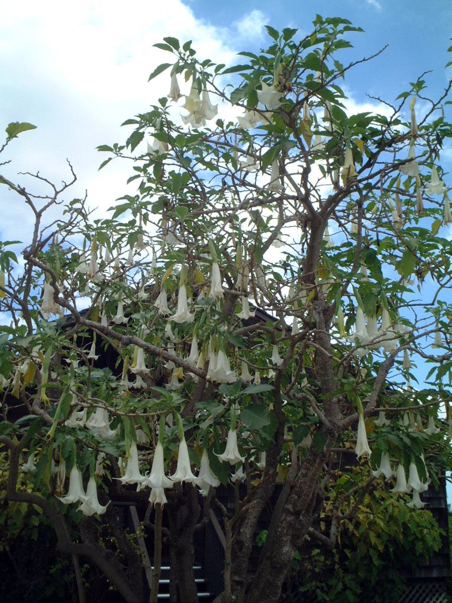 trumpet-tree