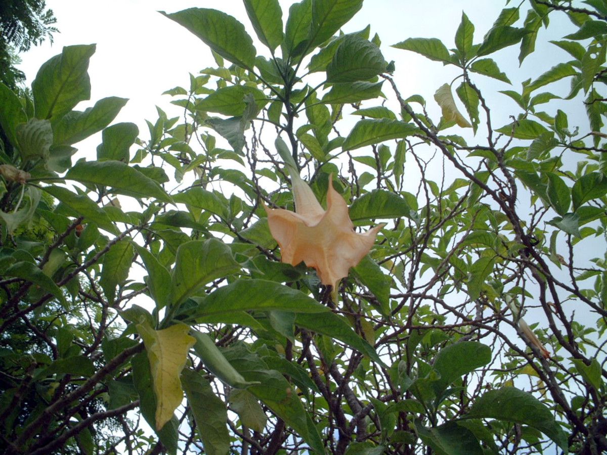 キダチチョウセンアサガオ 木立朝鮮朝顔 エンジェルス トランペット ツリー Angel S Trumpet Tree かぎけんweb キダチチョウセンアサガオ 木立朝鮮朝顔 エンジェルス トランペット ツリー Angel S Trumpet Tree かぎけんweb