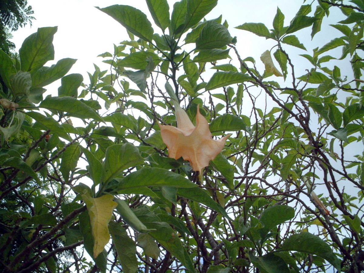 キダチチョウセンアサガオ 木立朝鮮朝顔 エンジェルス トランペット ツリー Angel S Trumpet Tree かぎけんweb