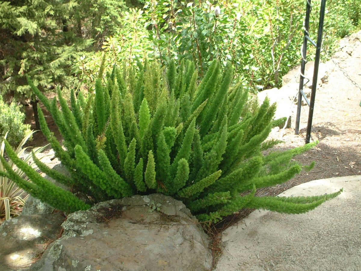 AXpKXEfVtX '}CA[Y' iwFAsparagus densiflorus cv. Myersj