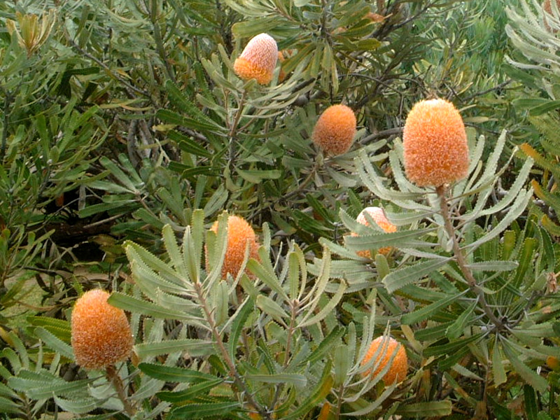 oNVAIWtXg(Banksia Orange Frost)
