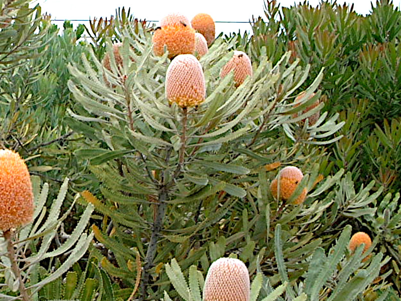 oNVAIWtXg(Banksia Orange Frost)