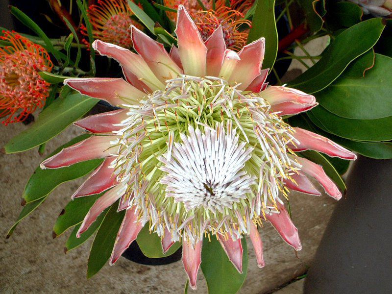 キング・プロテア(King protea)【かぎけんWEB】