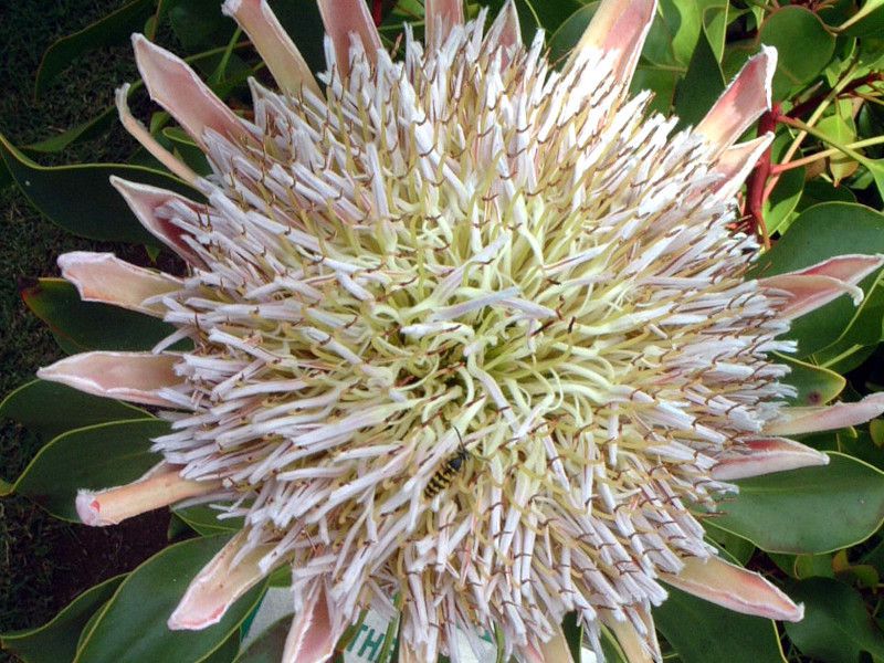 キング・プロテア(King protea)【かぎけんWEB】 キング・プロテア(King protea)【かぎけんWEB】