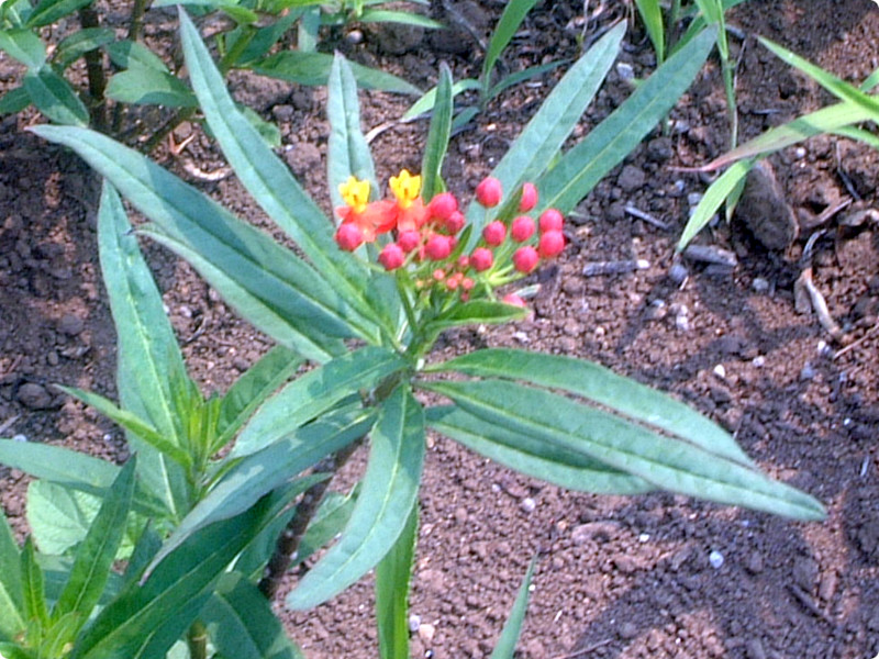 AXNsAXiAsclepiasAwFAsclepias curassavicam)