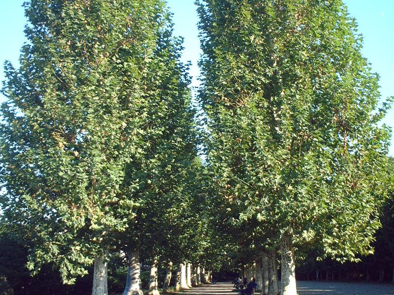 プラタナス Platanus かぎけんweb