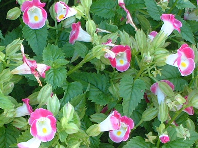 gjA(Torenia)