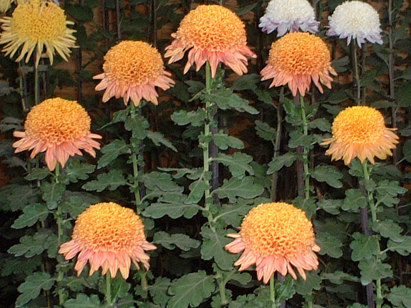 キク 菊 かぎけんweb