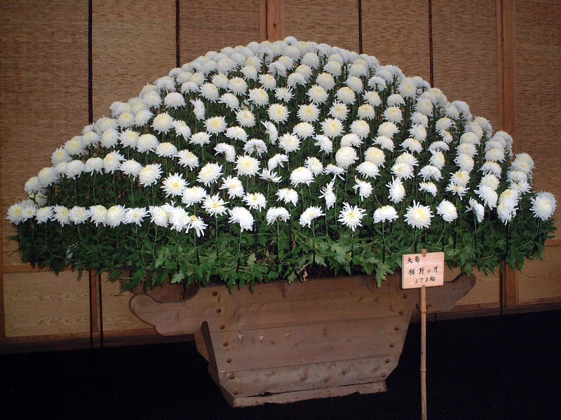 キク(菊)【かぎけんWEB】