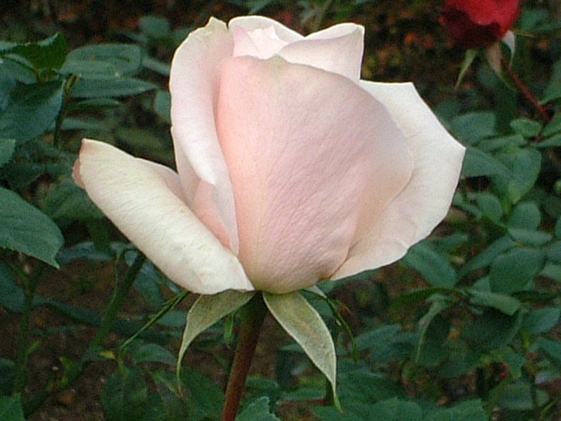 薔薇シリーズ(2001年秋、新宿御苑)【かぎけんWEB】