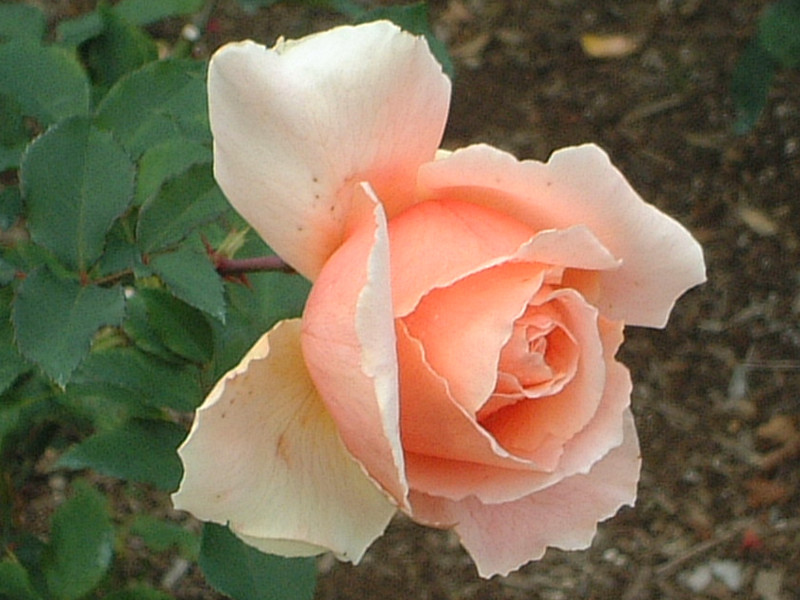 薔薇シリーズ(2001年秋、新宿御苑)【かぎけんWEB】