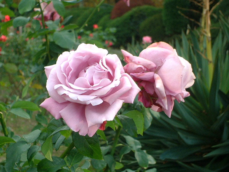 薔薇シリーズ(2001年秋、新宿御苑)【かぎけんWEB】