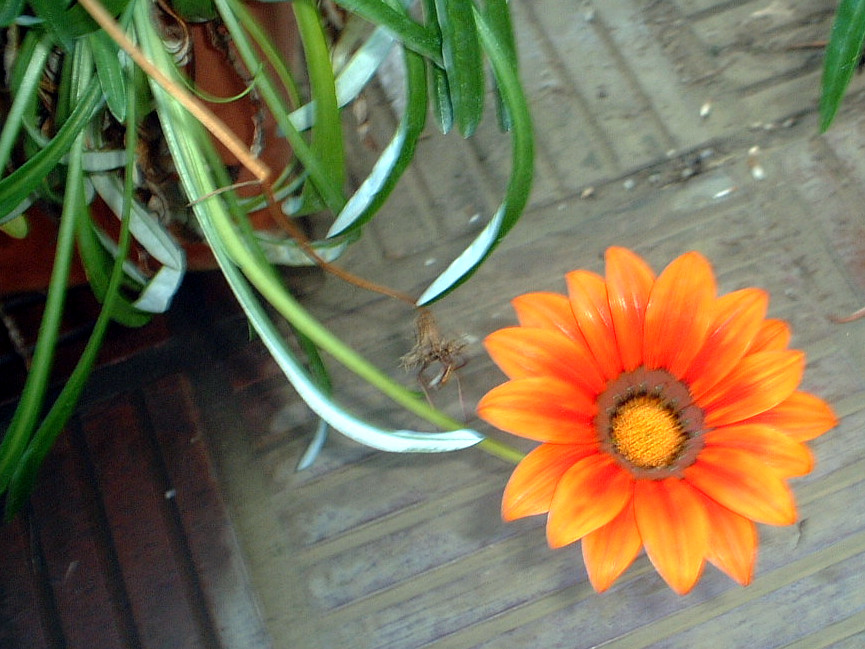 KUjA(Gazania)