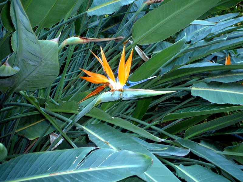 ゴクラクチョウカ 極楽鳥花 かぎけんweb