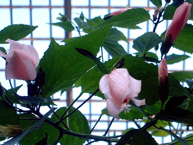 ウナズキヒメフヨウ 首肯き姫芙蓉 かぎけんweb