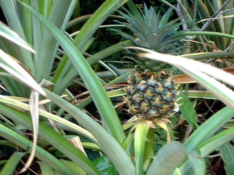 パイナップル Pineapple かぎけんweb