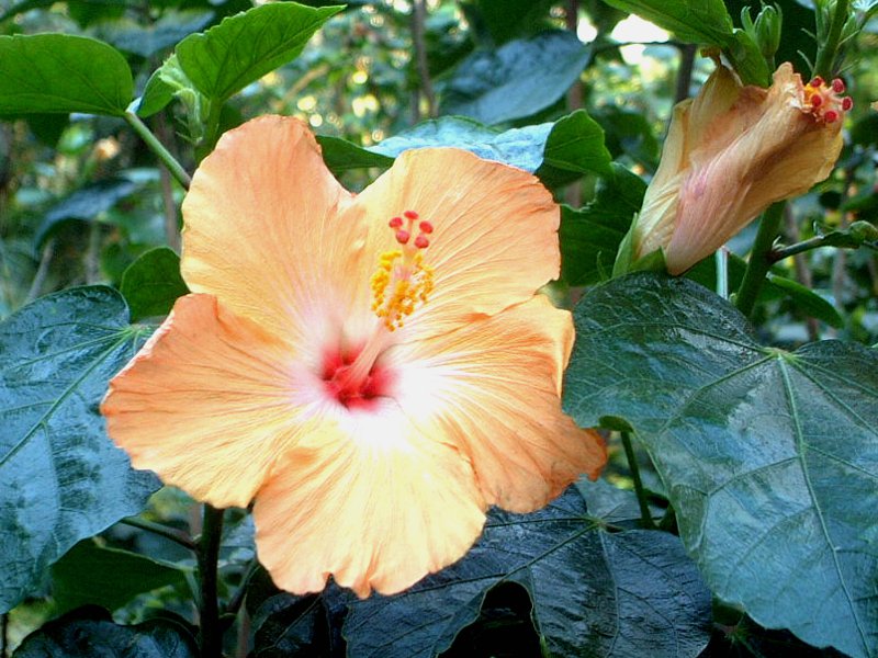 ハイビスカス Hibiscus かぎけんweb