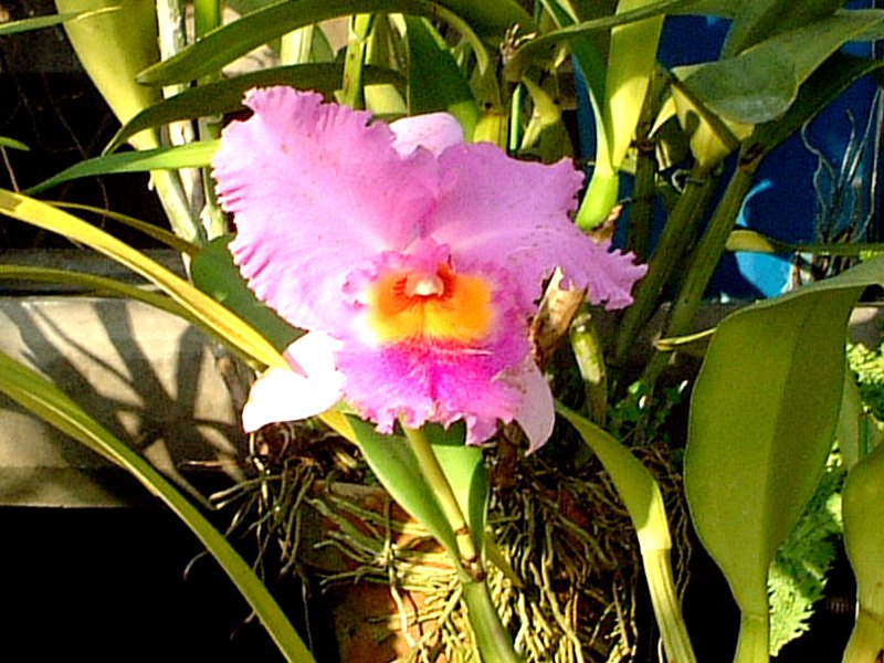 JgA(Cattleya)